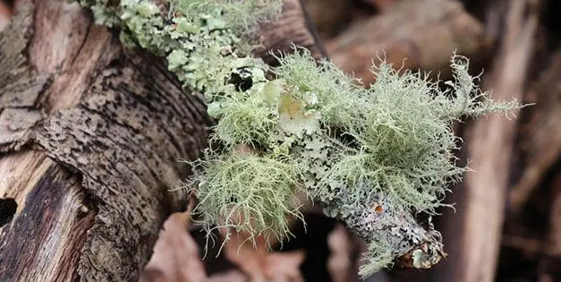 Just Like Doxycycline: The Antibiotic That Grows In Your Backyard