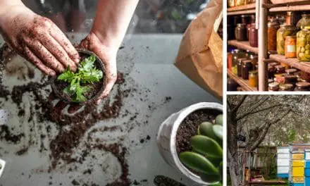 Homesteading To Do’s: April