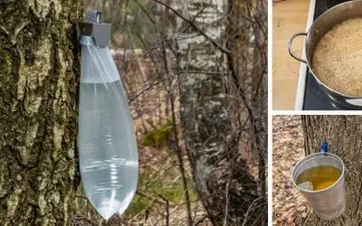 Trees In Your Backyard You Should Tap Right Now