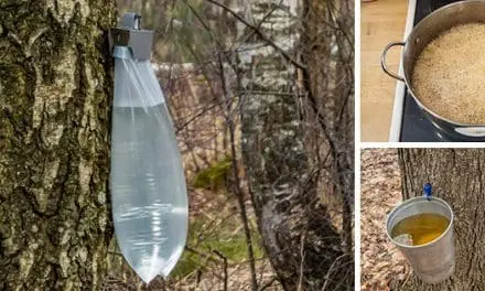 Trees In Your Backyard You Should Tap Right Now