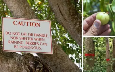 The Most Dangerous Tree In The U.S.