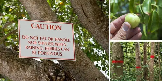 The Most Dangerous Tree In The U.S.