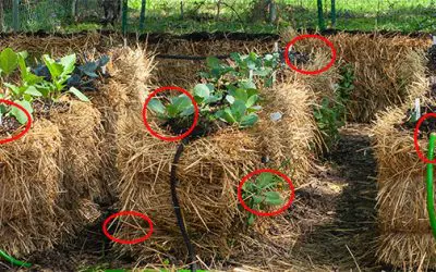 Straw Bale Gardening Mistakes