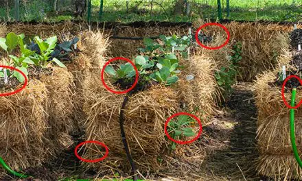 Straw Bale Gardening Mistakes