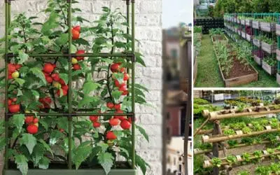 Vertical Garden: 26 Plants To Grow Your Own
