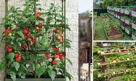 Vertical Garden: 26 Plants To Grow Your Own