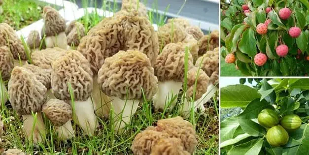 9 Wild Edibles You Should Forage This Spring