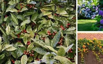 10 Low-Maintenance Plants You Should Add To Your Garden