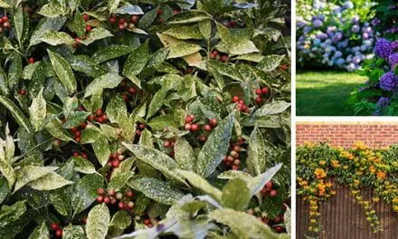 10 Low-Maintenance Plants You Should Add To Your Garden