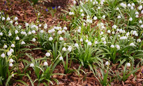 10 Low-Maintenance Plants You Should Add To Your Garden