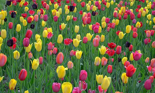 10 Low-Maintenance Plants You Should Add To Your Garden