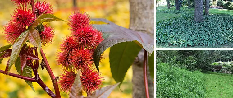 10 Plants You Should Never Grow In Your Yard