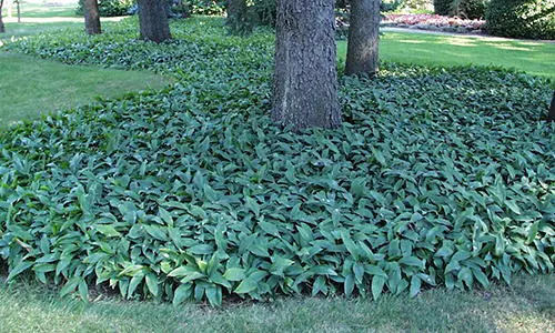 10 Plants You Should Never Grow In Your Yard