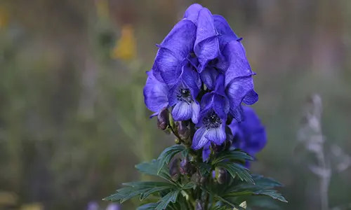 10 Plants You Should Never Grow In Your Yard