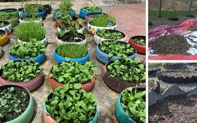 Low Cost Raised Garden Beds