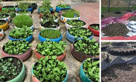 Low Cost Raised Garden Beds