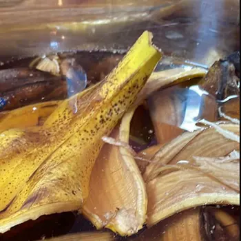 Why You Should Use Banana Peels In Garden