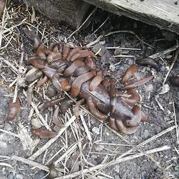 Why You Should Use Banana Peels In Your Garden - slugs