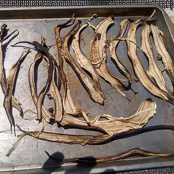 Why You Should Use Banana Peels In Your Garden - dried banana peels