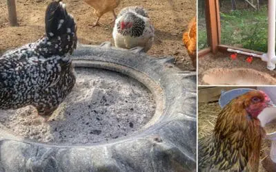 Ingenious Ideas For Taking Care Of Your Chickens