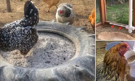 Ingenious Ideas For Taking Care Of Your Chickens