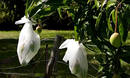 don't spend money on this garden product