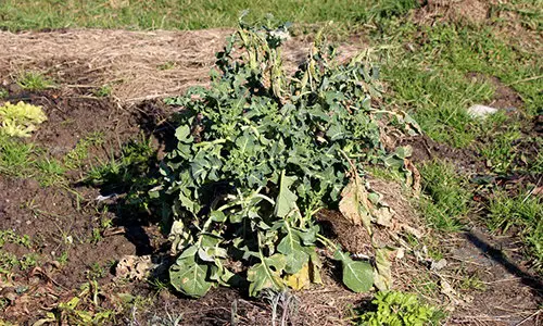 don't spend money on this garden product