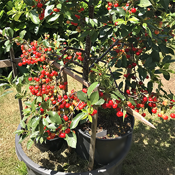 Dwarf Fruit Trees You Can Grow In A Tiny Space - cherry