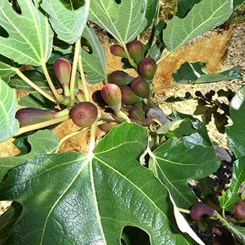 Dwarf Fruit Trees You Can Grow In A Tiny Space - fig