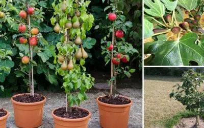 Dwarf Fruit Trees You Can Grow In A Tiny Space