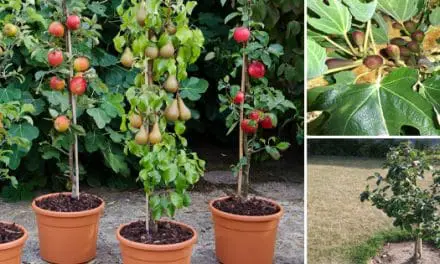 Dwarf Fruit Trees You Can Grow In A Tiny Space