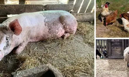 Best And Worst Livestock For Homesteaders