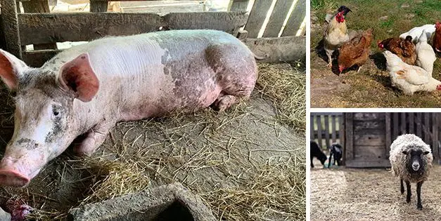 Best And Worst Livestock For Homesteaders