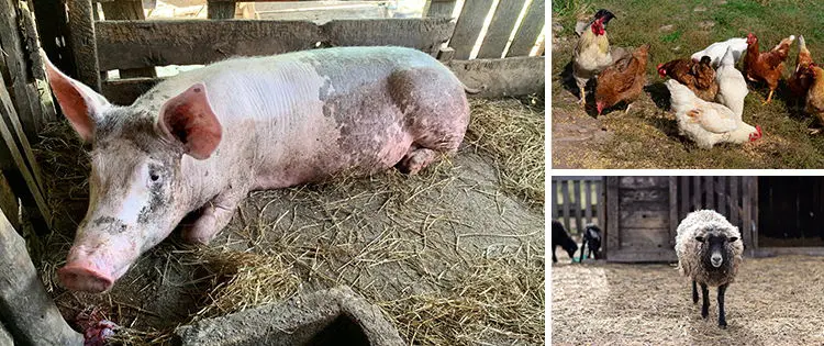 Best And Worst Livestock For Homesteaders