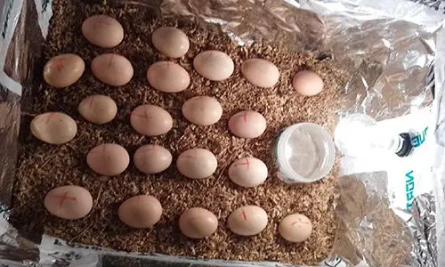 DIY Chicken Incubator