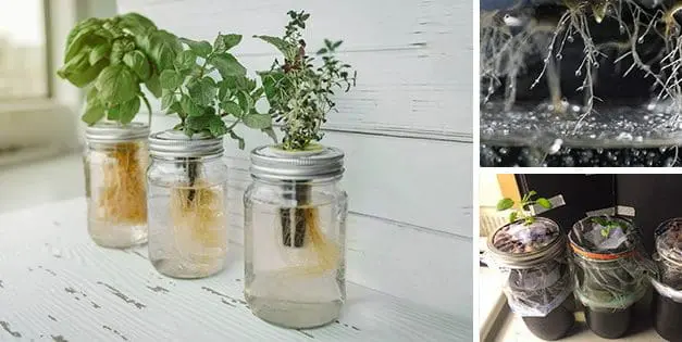 How To Grow Food In A Jar