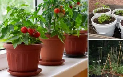 How to Grow Vegetables in Small Spaces