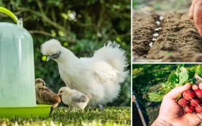 Homesteading To Do’s: June