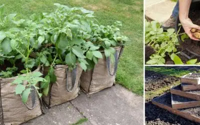 Strange Ways to Grow Potatoes In a Tiny Space