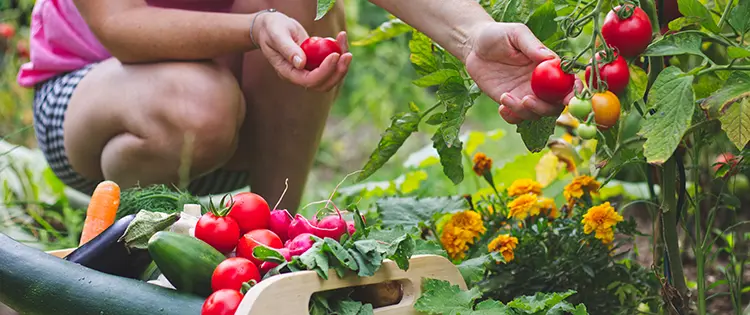 Gardening Mistakes That Might Get You Killed