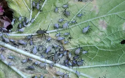 If You See These Bugs In Your Garden, Get Rid Of Them Immediately!