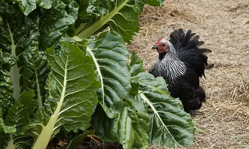 This Is Why The Government Doesn't Want You To Be Self-Sufficient