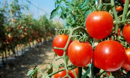 What Music You Should Play To Your Plants To Maximize Harvest