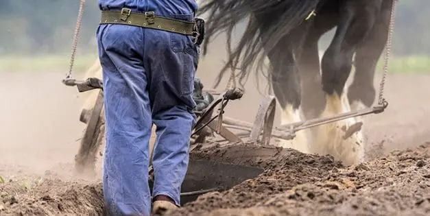 You Should Avoid Having This On Your Property, Unless…