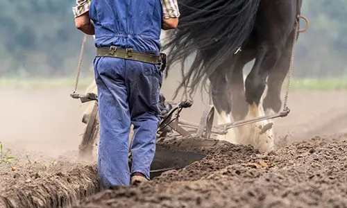 You Should Avoid Having This On Your Property, Unless…