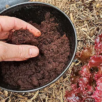 What Happens If You Spread Coffee Grounds In Your Garden - coffee waste