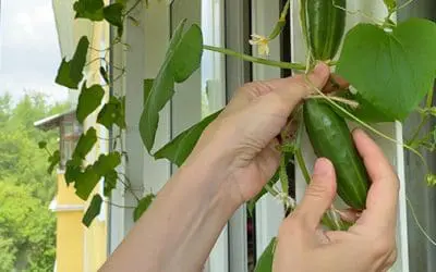 Can You Plant a Grocery Store Cucumber?