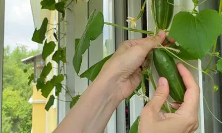 Can You Plant a Grocery Store Cucumber?