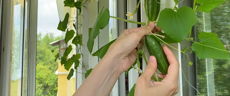 Can You Plant a Grocery Store Cucumber?