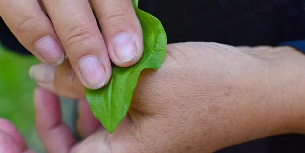 10 Medicinal Plants You Can Find On Your Homestead